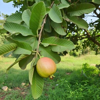 Guayaba 1kg